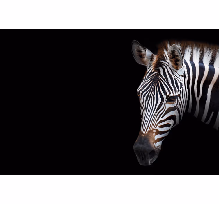 Zebra bilde svart rullegardin - Tenstickers