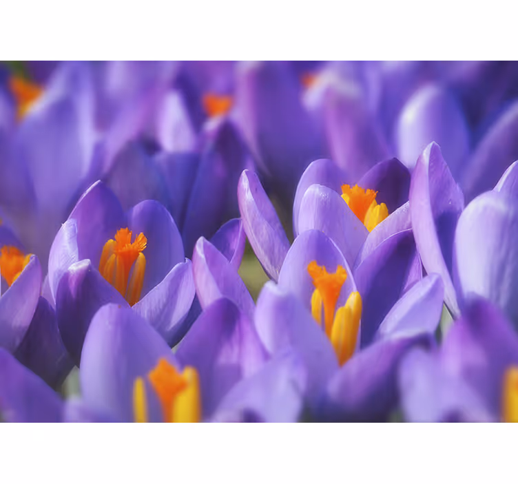 Rullegardin stue lilla og oransje krokus blomst - Tenstickers