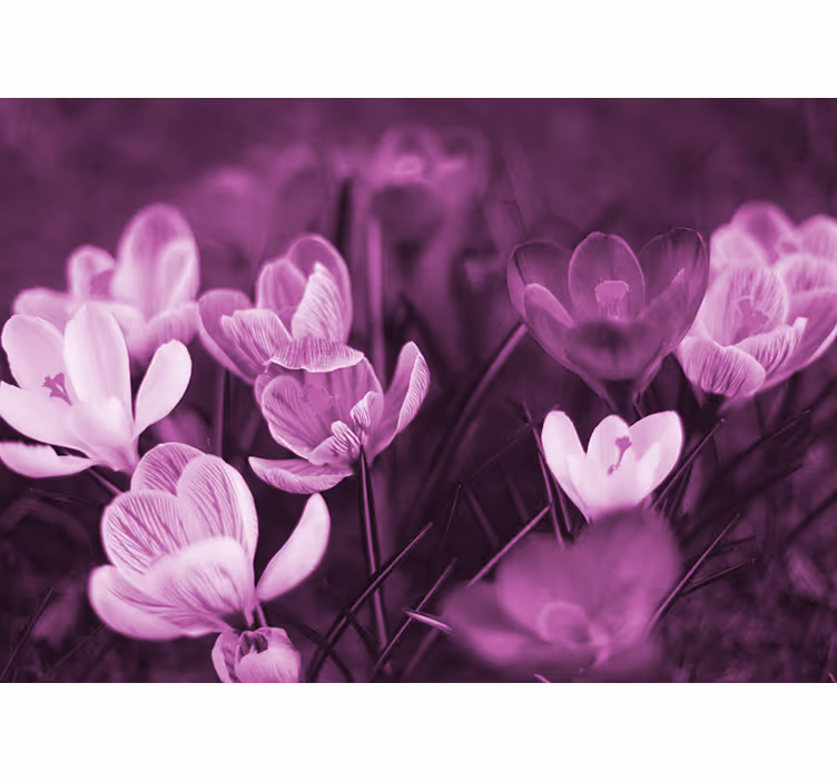 Rullegardin stue vakker rosa krokusblomst - Tenstickers