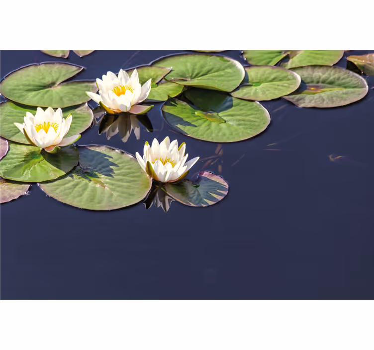 Rullegardin rom lotus realistisk i dam - Tenstickers