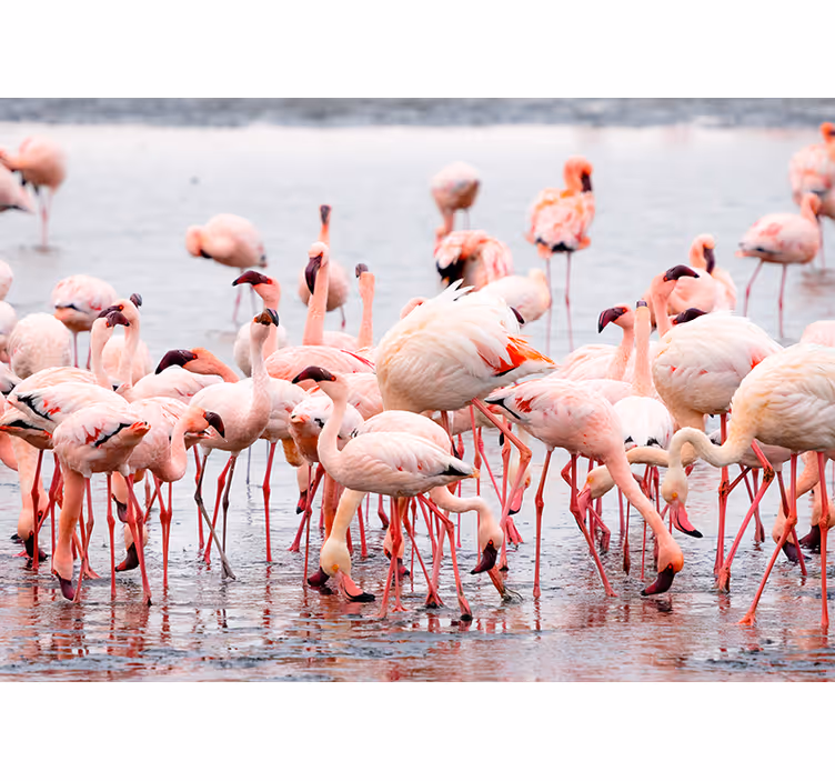 Rullegardin stue camargue-region med flamingoer - Tenstickers