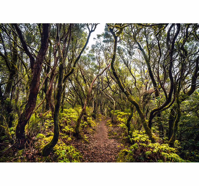 Rullegardin stue anaga tenerife - Tenstickers