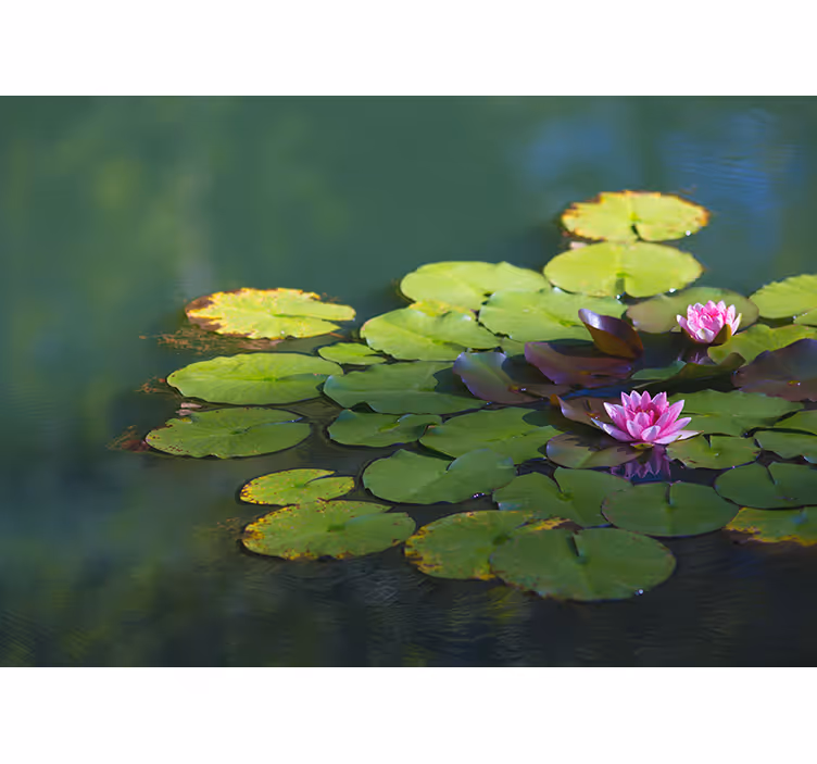 Rullegardin zen to lotusblomster - Tenstickers