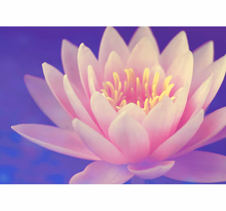Rullegardin zen rosa lotusblomst - Tenstickers