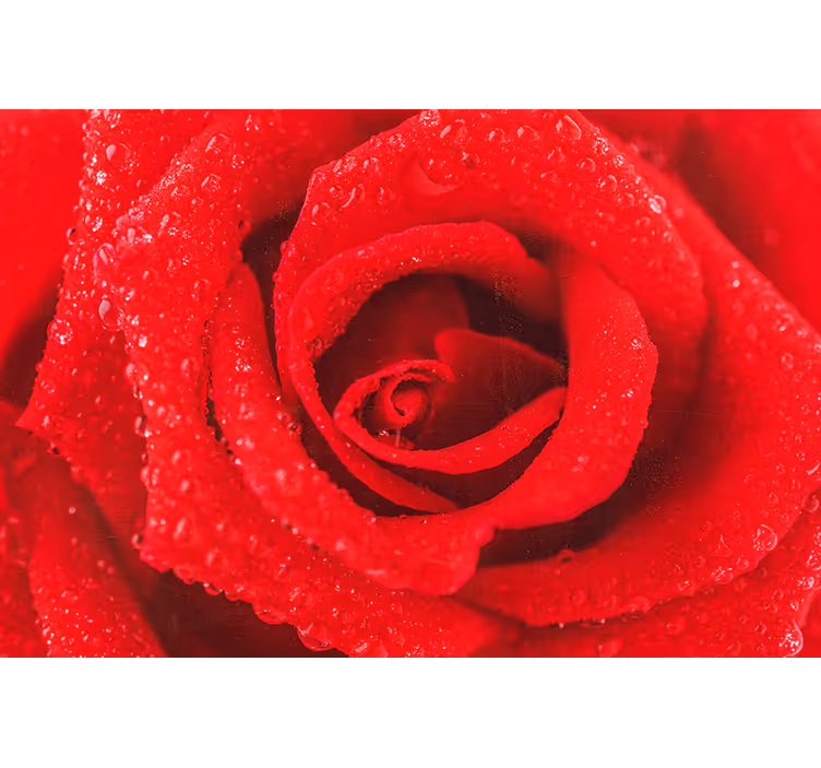 Rullegardin rød roseblomst - Tenstickers