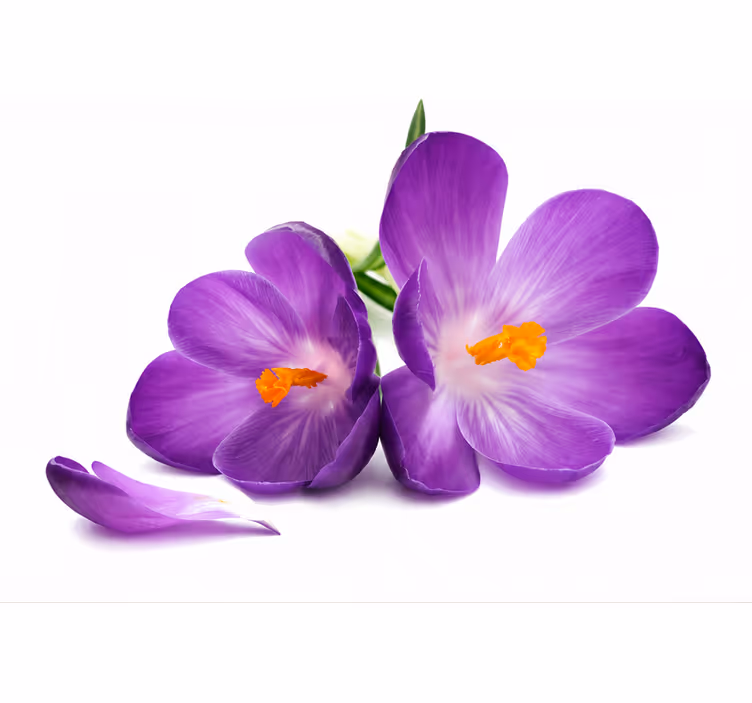 Rullegardin lilla plukket blomster fredfull - Tenstickers