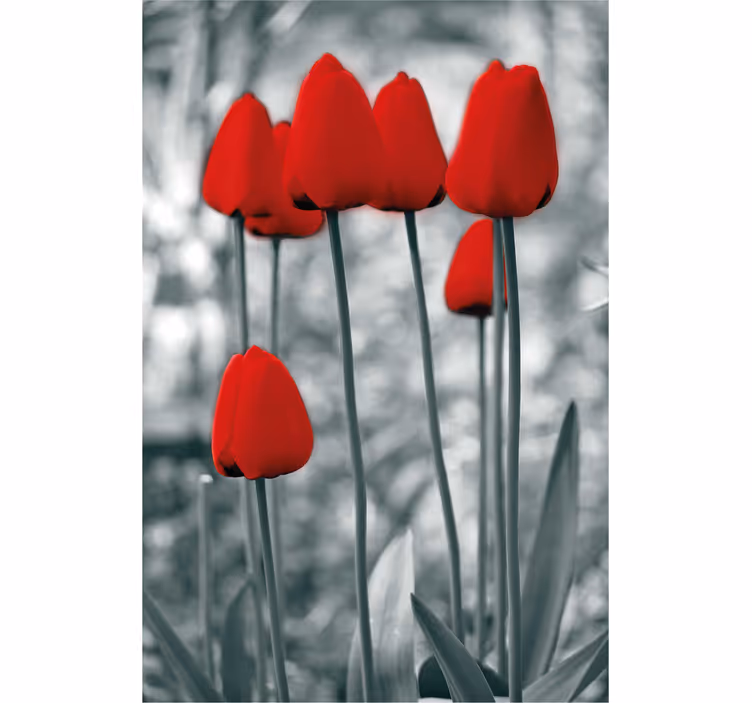 Røde tulipaner fargerike blomsterRullegardin - Tenstickers
