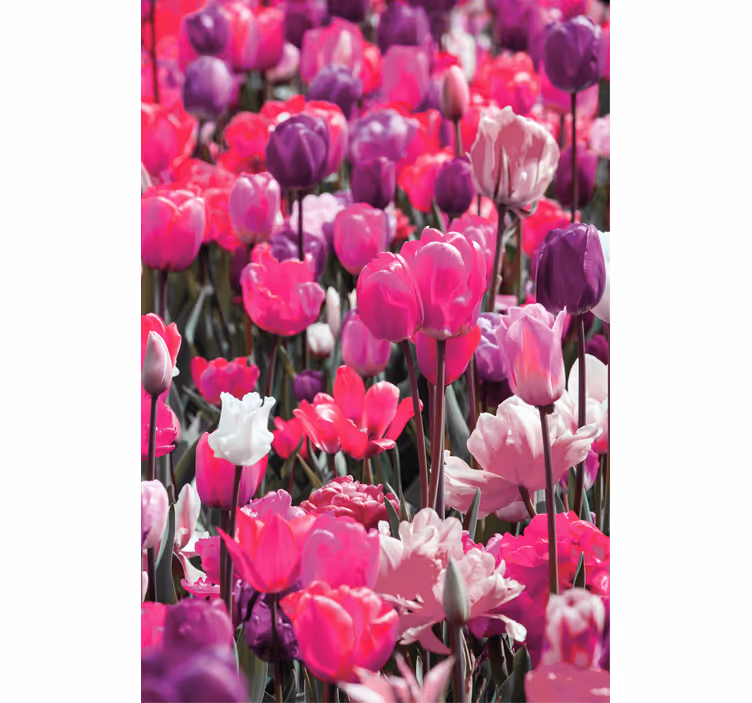 Lilla tulipan blomstrer rullegardin blomster - Tenstickers