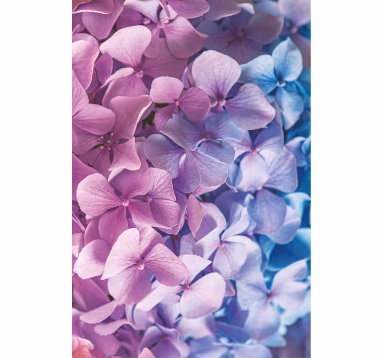 Mange forskjellige hortensia blomster rullegardin - Tenstickers