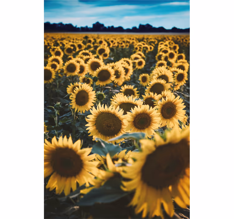 Solblomst felt blomst rullegardin - Tenstickers