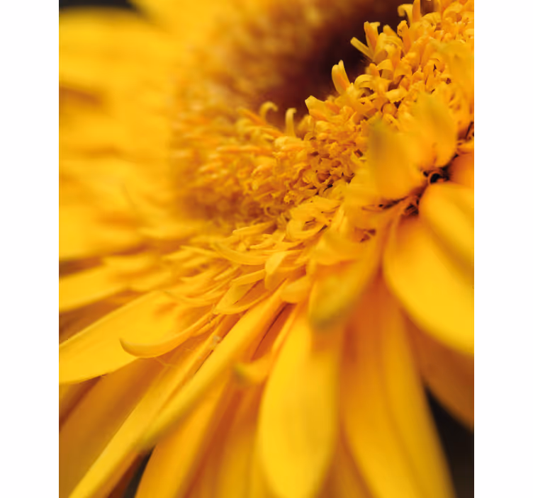 Gult nærbilde rullegardin blomster - Tenstickers