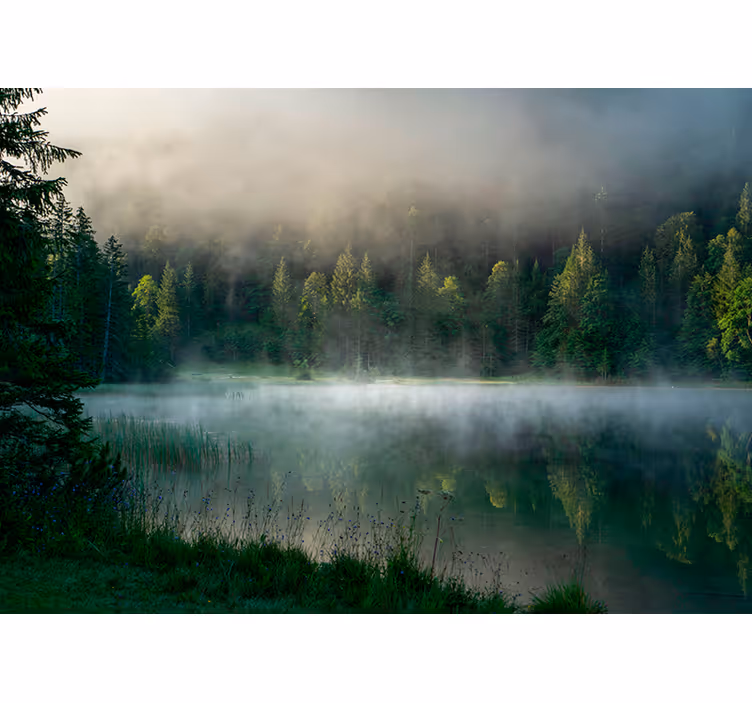 Bjørkeskog reflektert rullegardin stue - Tenstickers