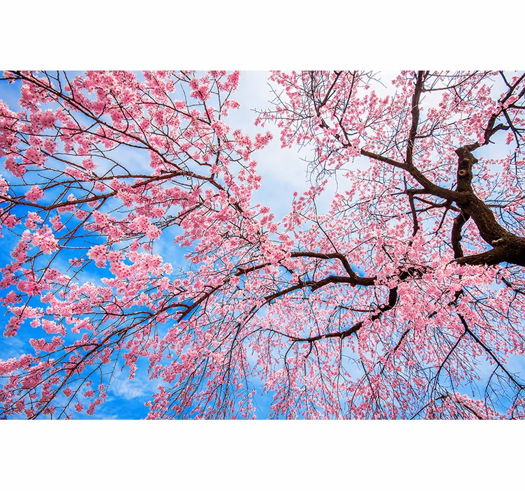 Sakura lem rullegardin blomster - Tenstickers