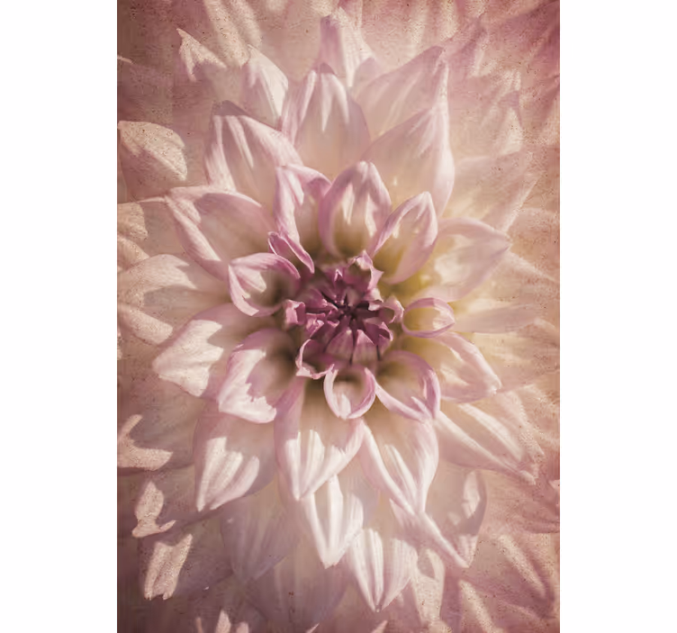 Rosa dahlia rullegardin blomster - Tenstickers