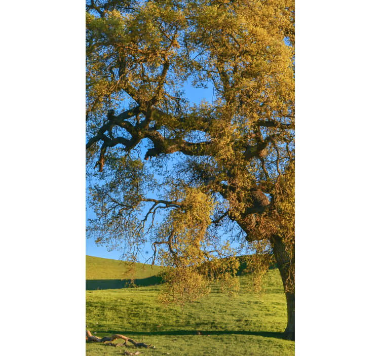 3d naturtre design rullegardin stue - Tenstickers