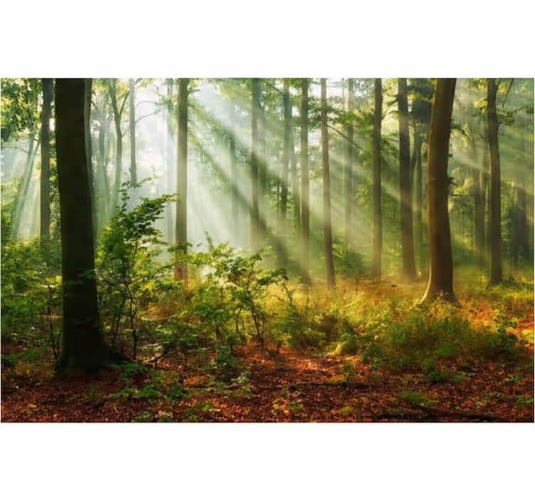 Fototapet skog naturlig lys i skogen - Tenstickers