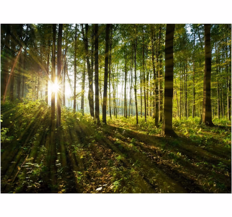 Fototapet skog gyldne solstråler i skogen - Tenstickers