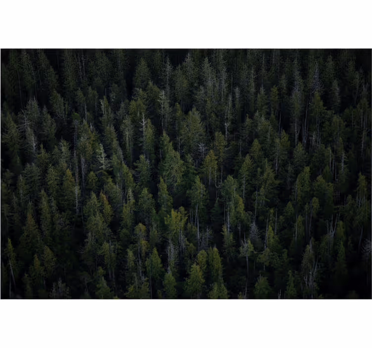 Fototapet skog dyp skogtekstur - Tenstickers