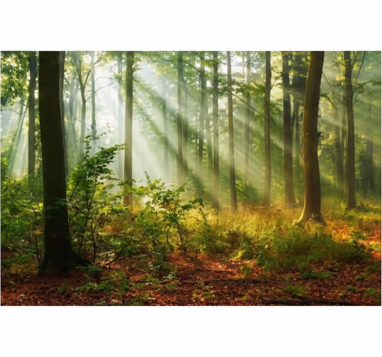 Fototapet skog solfylt morgenlund - Tenstickers