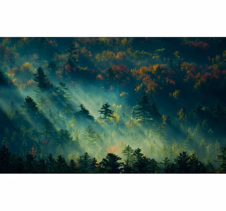Fototapet skog den stemningsfulle skogen - Tenstickers