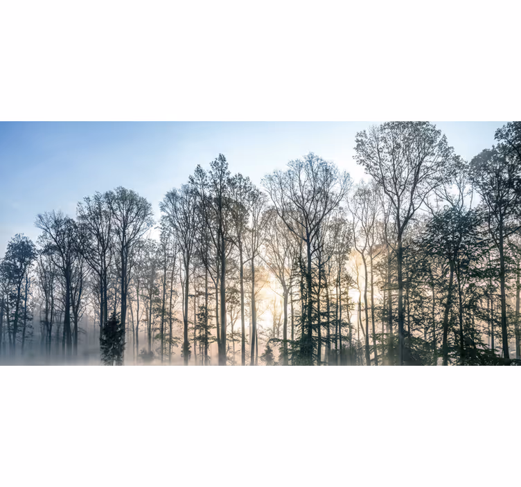 Fototapet skog tåke morgeneng - Tenstickers
