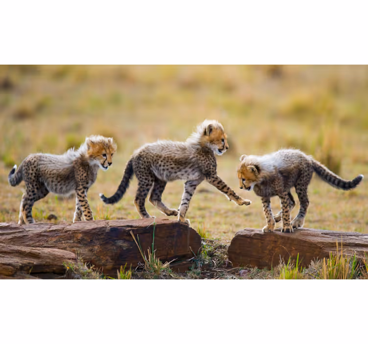 Fototapet afrika søte gepardunger - Tenstickers