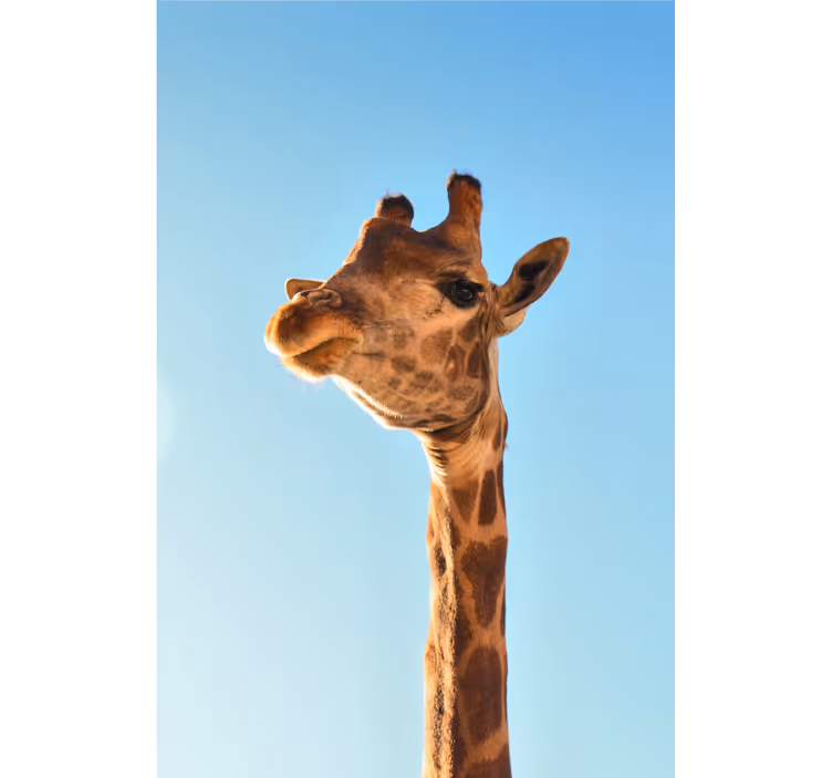 Fototapet afrika giraff nærbilde - Tenstickers