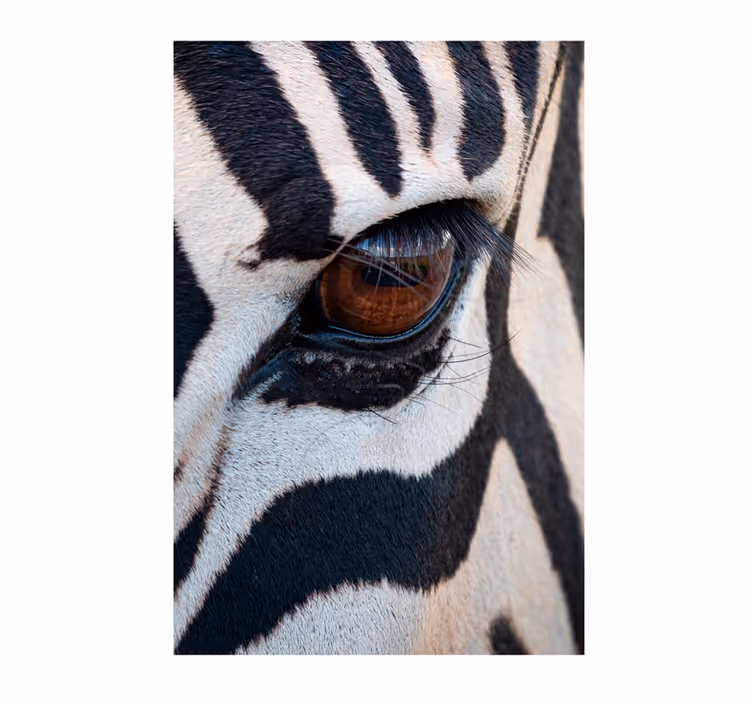 Fototapet afrika sebraens øye - Tenstickers