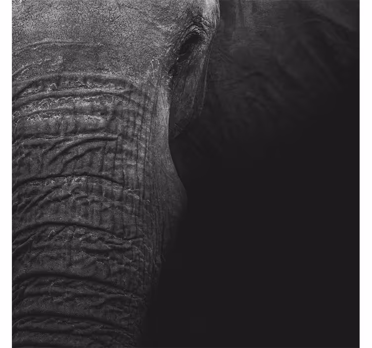 Fototapet afrika elegant mørk elefant - Tenstickers
