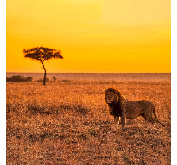 Fototapet afrika savannetre om kvelden - Tenstickers