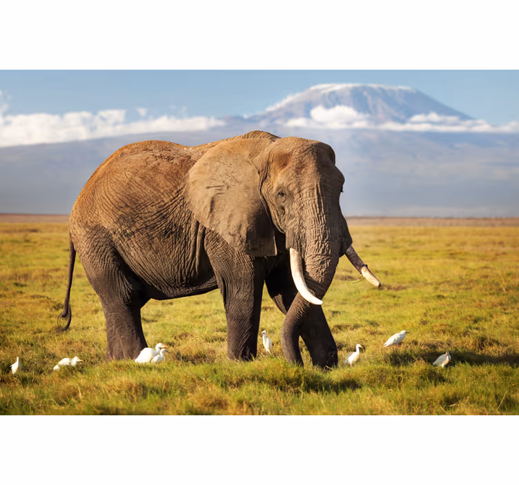 Fototapet afrika kilimanjaro elefant - Tenstickers