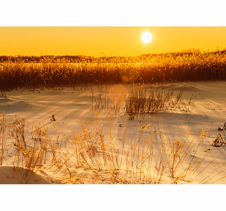 Fototapet gul pampasgress solnedgang øyeblikk - Tenstickers