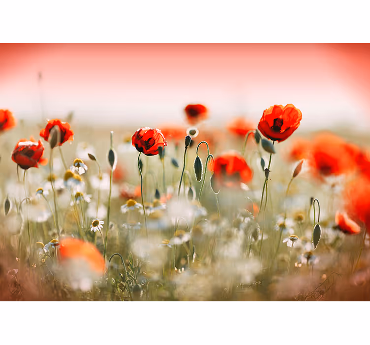 Fototapet midtgang blomstereng med valmuer - Tenstickers