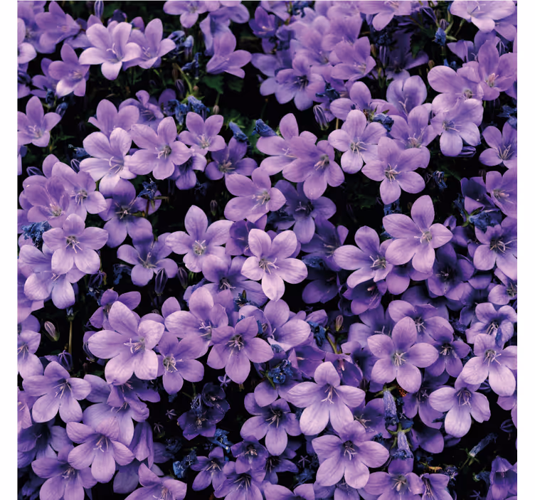 Fototapet lilla vage lilla blomster - Tenstickers