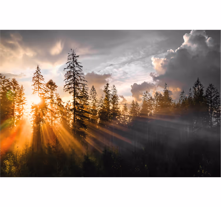 Fototapet inngang skog med tåke og sol - Tenstickers