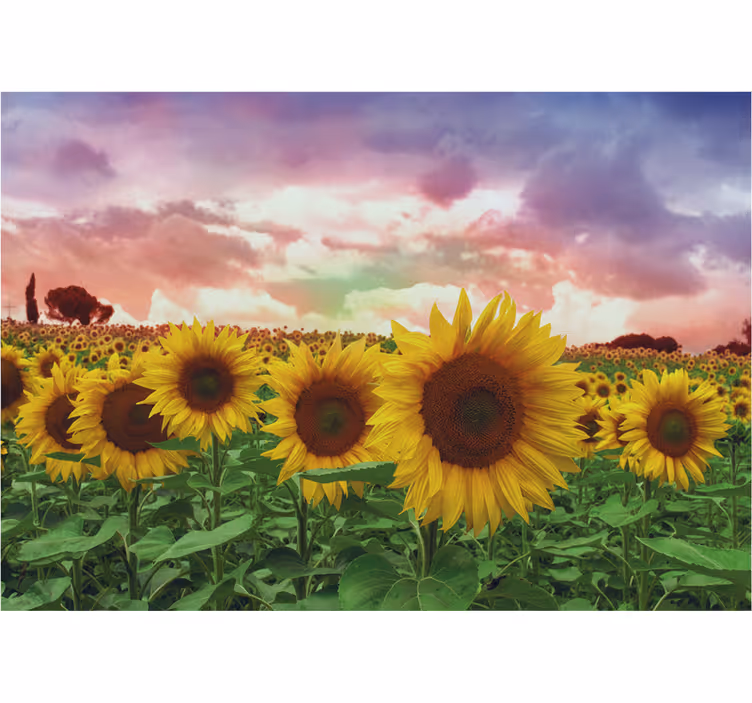 Fototapet inngang solblomstfelt fargerik himmel - Tenstickers
