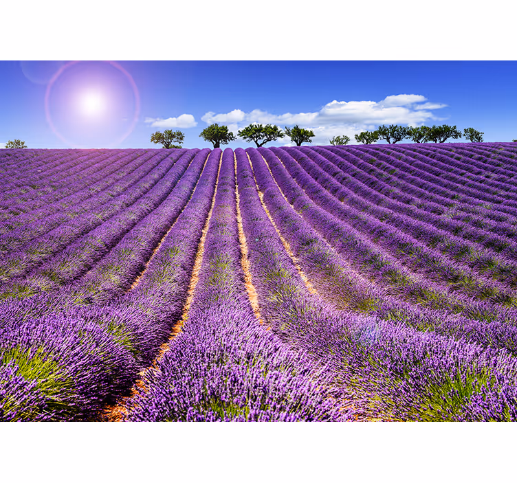 Lavendelfelt fototapet - Tenstickers