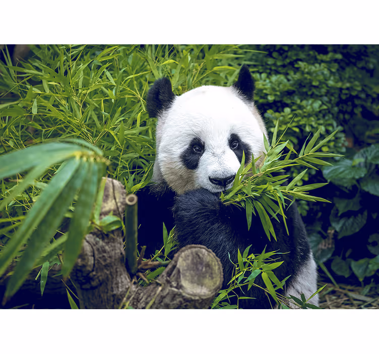 Bambus fototapet panda i en skygge - Tenstickers