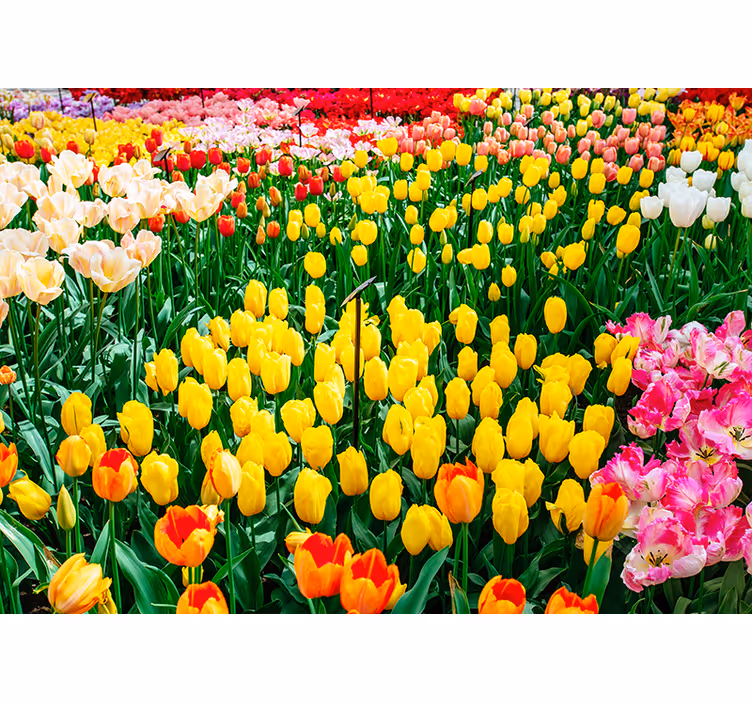 Fargede tulipaner blomsterfototapet - Tenstickers