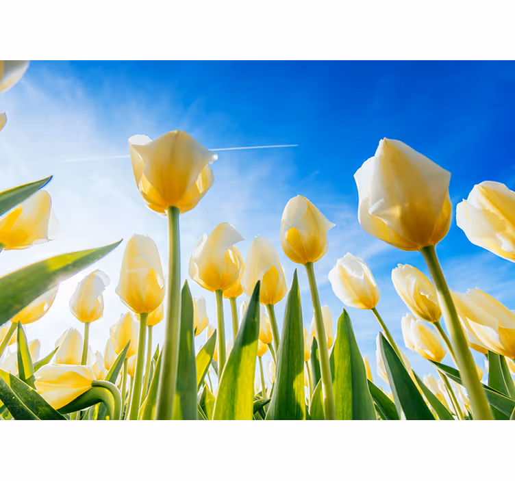 Hvit tulipan landskap fototapet - Tenstickers