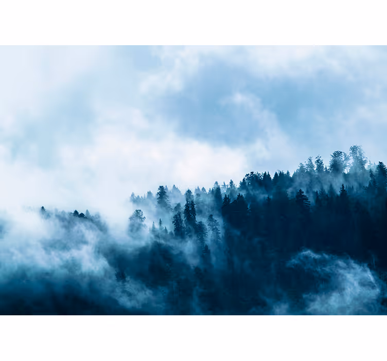 Vinter tåkete skogfototapet - Tenstickers