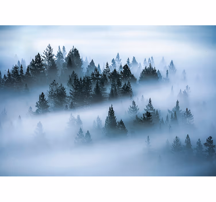 Morgen tåke skog fototapet - Tenstickers