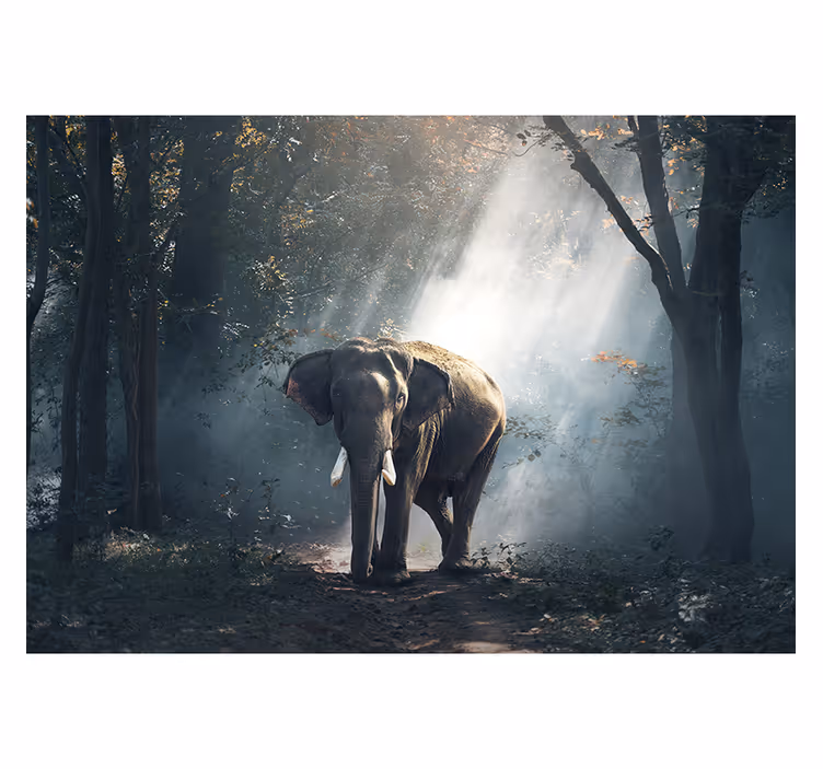 Elefant i skogfototapet - Tenstickers