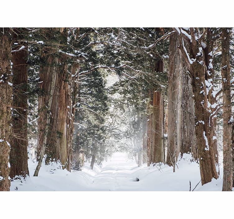 Vinter skog trær fototapet - Tenstickers