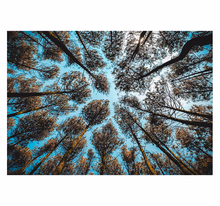 Skog nedenfra skogfototapet - Tenstickers