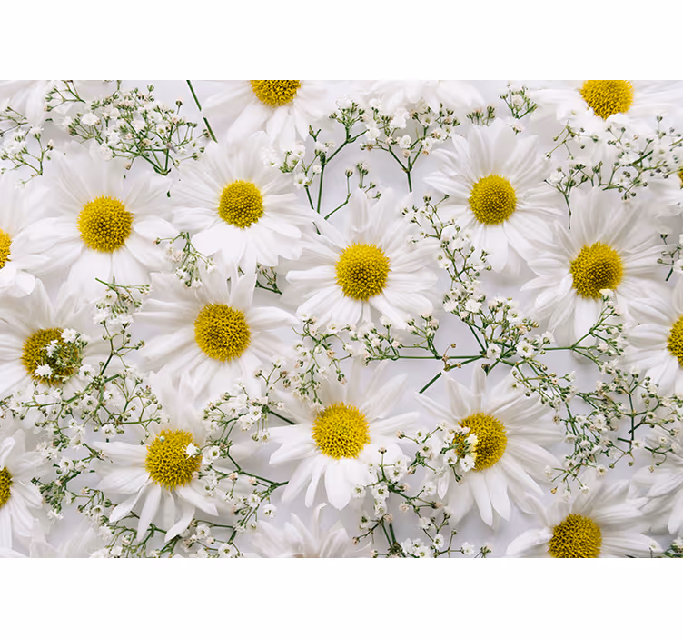 Tusenfryd blomst vegg fotomural - Tenstickers
