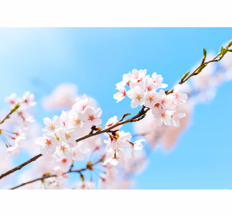 Hvit kirsebærblomst blomsterfototapet - Tenstickers