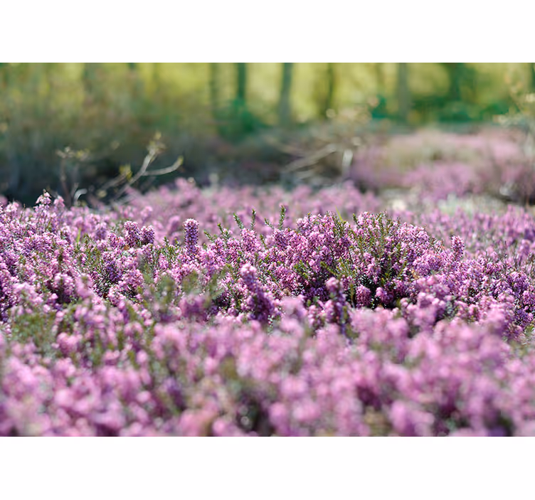 Rosa trær landskap fototapet - Tenstickers