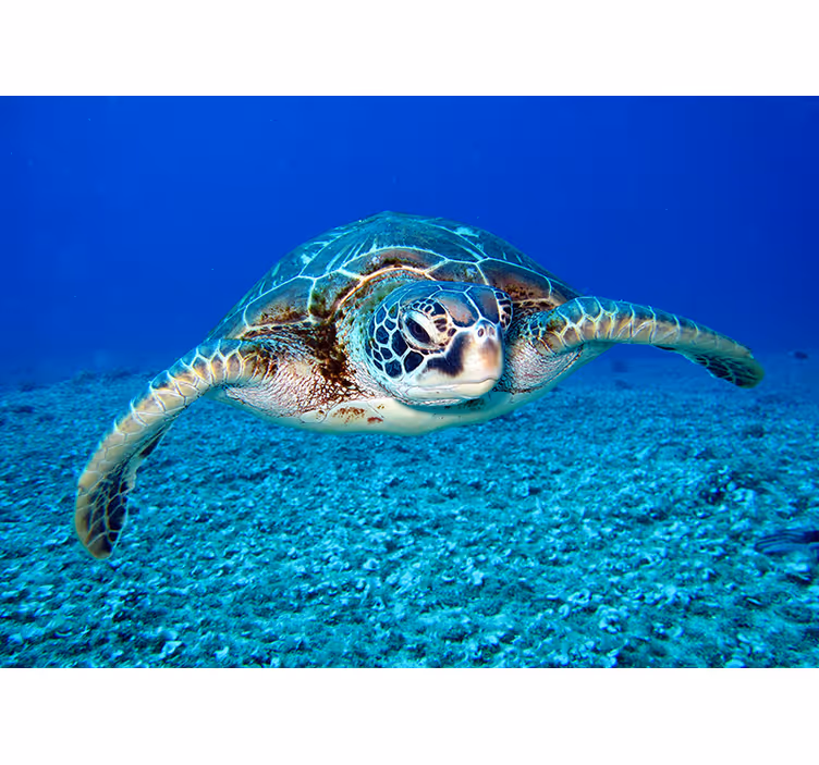 Hawksbill sjøskilpadde dyr fototapet - Tenstickers