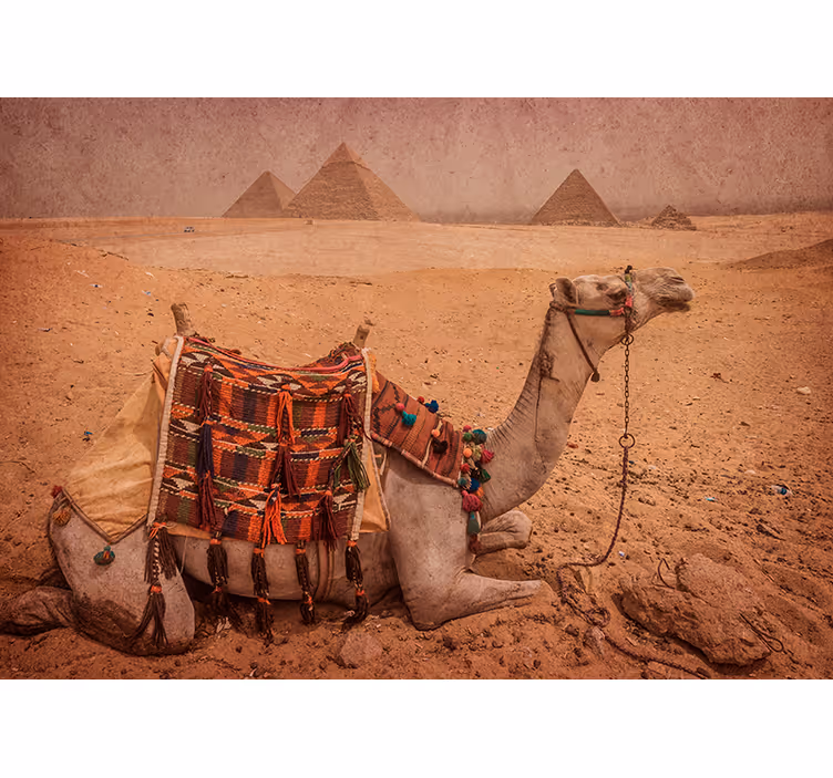 Kamel som sover foran en pyramide fototapet - Tenstickers